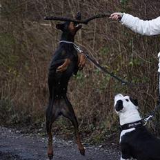 Dobermann Asja (Død) R.I.P