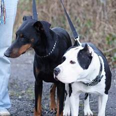 Dobermann Asja (Død) R.I.P