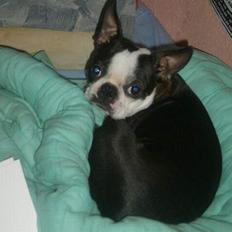 Boston terrier frida