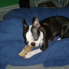 Boston terrier frida