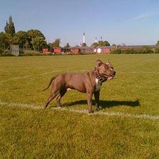 Amerikansk staffordshire terrier Devils Blue Rock (tyson)
