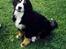 Berner sennenhund Boomer *R.I.P* - Puha hvor bliver man våd af at være i bad..(et af hans første bade)