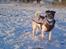 Blanding af racer  * Bosse R.I.P. - Bosse i den flotte sne 21/12-2010. Flotte dreng, selv om ham er oppe i årene :)