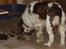 Engelsk springer spaniel Basse - Basse nusser min Lille Monroe... - de er gode venner....