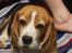 Beagle Berta <'3 - "Har du mad ?"