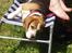 Beagle Berta <'3 - "Aaaaaaaaeeh.. Sol er DEJLIGT!"