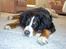 Berner sennenhund Bernhard - Har I ikke snart nok billeder af mig..