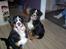 Berner sennenhund Bernhard - men også Charmerende..