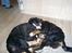 Berner sennenhund Bernhard - KRAMMER..¨