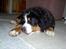 Berner sennenhund Bernhard - Zzzz
