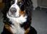 Berner sennenhund Bernhard - se selv.... jeg er en stor dreng