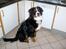 Berner sennenhund Bernhard - er jeg ikke sød.. så pleace giv mig den hundekiks