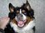 Berner sennenhund Bernhard - hahahahahahahahahaha........... ses..