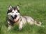 Alaskan malamute SILVER