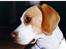 Beagle Max 