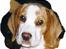 Beagle Max 
