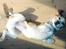 Beagle Max 