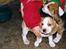 Beagle Max 