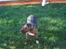 Amerikansk staffordshire terrier Dex Dexter