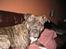 Amerikansk staffordshire terrier Dex Dexter