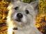 Cairn terrier Hannibal *3.2.98 - 14.10.11* - Hannibal december 2005
