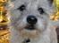 Cairn terrier Hannibal *3.2.98 - 14.10.11* - Hi, hi, jeg kommer lige lidt tættere på ;o)