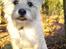 Cairn terrier Hannibal *3.2.98 - 14.10.11* - Nu sidder jeg fint 