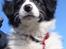 Border collie Aya *15.1.2003 - 12.1.2016* - Så sød var jeg 8 uger gammel:o)