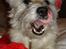 Cairn terrier Hannibal *3.2.98 - 14.10.11* - Uhm, jeg glæder mig til jul - juleand, juleslik og julegufben:o)