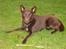 Australsk kelpie Clara - NYT - 16/12-05