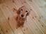 Cocker spaniel *William* Er aflivet !:( - Nyt billede, taget den 16/12-05