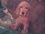 Cocker spaniel *William* Er aflivet !:( - Og det sidste fra den 16/12-05
