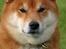 Shiba  - Luie *R.I.P* - * Nyt - smukke dreng