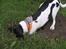 Blanding af racer B. B. King - Graver du dig ned til kineserne?