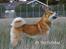 Akita inu Choco - * NYT - 