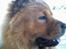Chow chow Lazie (død 15/2-07) - Sååå smuk i profil