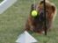 Chow chow Lazie (død 15/2-07) - Hvorfor sidder bolden fast mor??