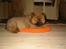 Chow chow Lazie (død 15/2-07) - Kattens seng... Den tager jeg også