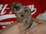Chihuahua Samson