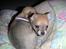 Chihuahua Samson
