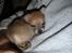 Chihuahua Samson