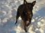Australsk kelpie Clara