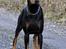 Dobermann Asja (Død) R.I.P - Tutti