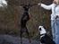 Dobermann Asja (Død) R.I.P - Ja jeg viser lige hvalpen hvordan man hopper