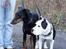 Dobermann Asja (Død) R.I.P - Øhm hva sker der?? Vi fatter minus!!