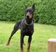Dobermann Taras Zil Sawages