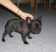 Fransk bulldog Charlie