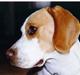 Beagle Max 