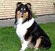 Collie langhåret Dixi