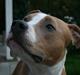 Amerikansk staffordshire terrier Cosmo (Du er savnet)